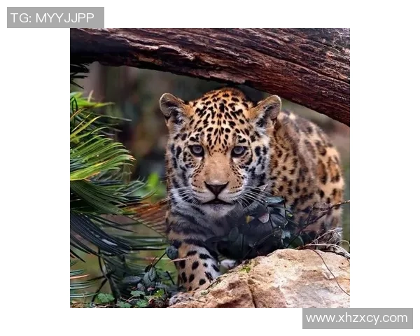 金钱豹般灵动的足球天才他是球场上的猛兽和进攻杀手 金钱豹般灵动的足球天才他是球场上的猛兽和进攻杀手